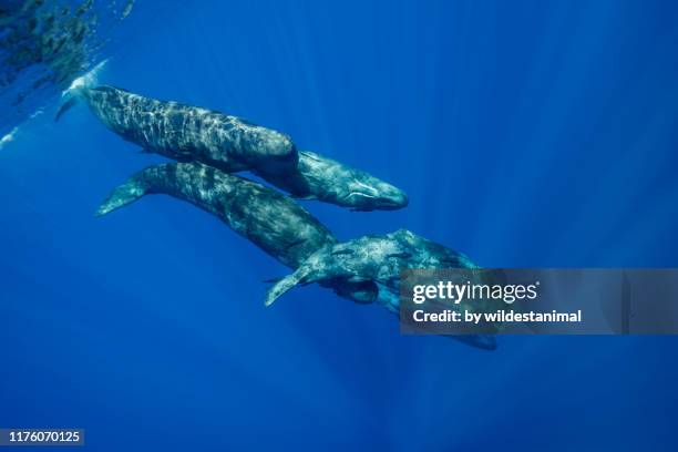 pod of sperm whales in a social grouping, indian ocean, mauritius. - sperm whale stock pictures, royalty-free photos & images