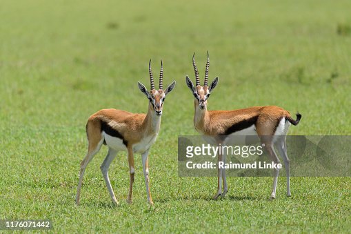 15,050 Gazelle Photos and Premium High Res Pictures - Getty Images