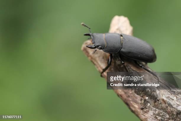 a lesser stag beetle, dorcus parallelipipedus, perching on a tree stump in woodland. - beetles with pincers stock-fotos und bilder
