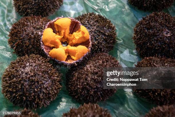 fresh sea urchins (uni), osaka, kansai, japan - sea urchin stock pictures, royalty-free photos & images