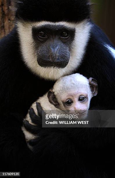 Melbourne Zoo’s newest primate baby, a three week-old Colobus monkey, is held in the arms of her mother Clover, in Melbourne on June 29, 2011....