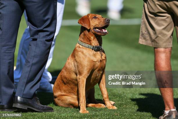 Playoff: View of dog on field before Oakland Athletics vs Tampa Bay Rays game at Oakland Alameda County Coliseum. Oakland, CA 10/2/2019 CREDIT: Brad...