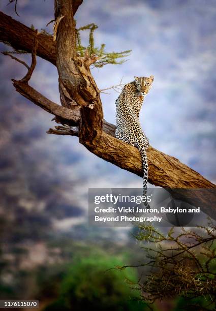 amazing close up of leopard looking back in tree at samburu, kenya - african leopard photos et images de collection