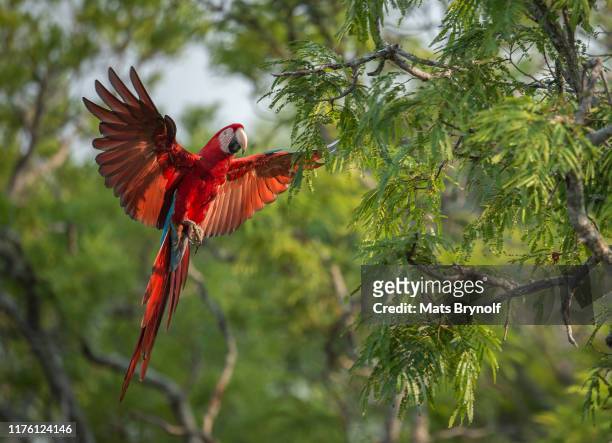 flying reed-and-green macaw - ara foto e immagini stock
