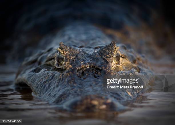 close-up of caiman - black caiman stock pictures, royalty-free photos & images
