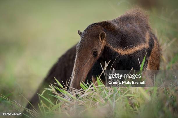 close-up on giant anteater - giant anteater stock pictures, royalty-free photos & images