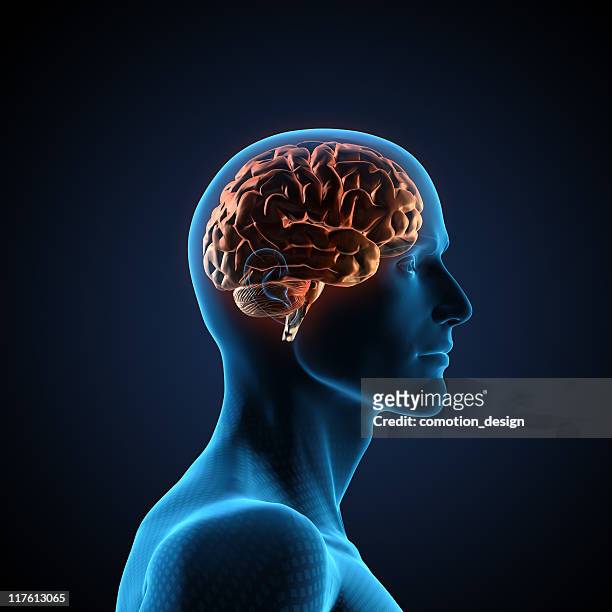 cervello umano - intelligenza foto e immagini stock