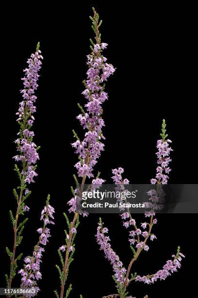 calluna vulgaris (heather, ling) - heather stock-fotos und bilder