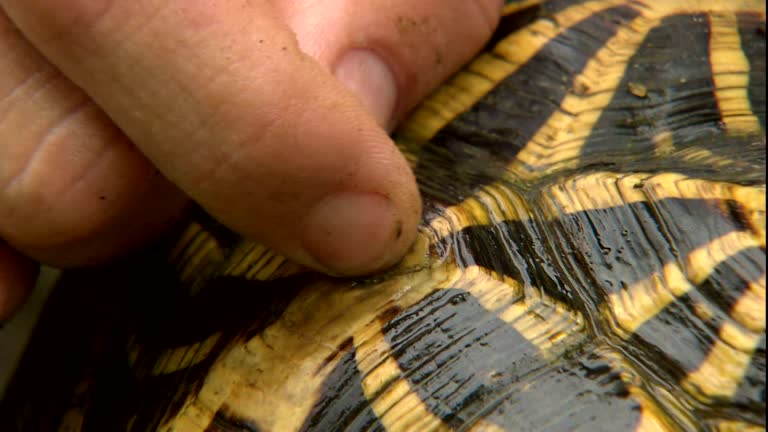 Turtle Shell Probe Turtle Shell Pattern Videos and HD Footage - Getty Images