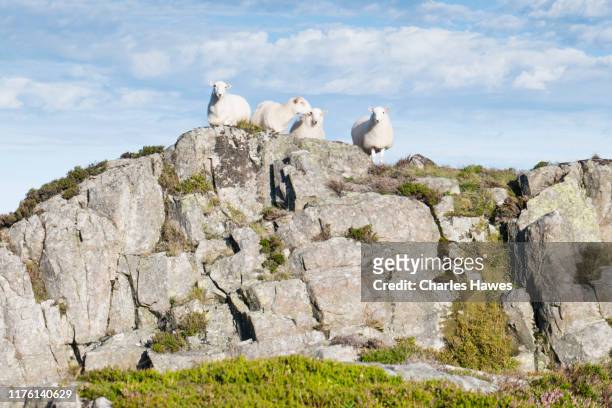 group of four sheep on rock promontory;image taken from the cambrian way between the summit of y lethr, which is the highest point in the rhinog mountains, and cwm bychan. august - monti cambriani foto e immagini stock