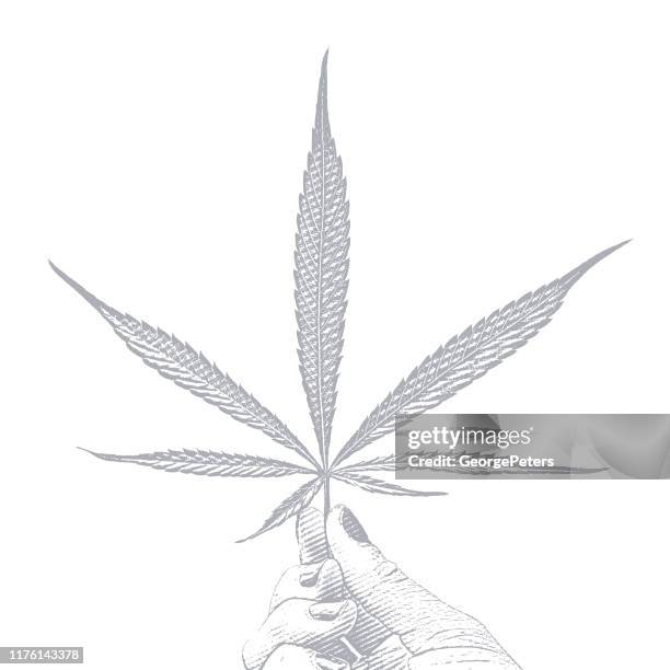 hand holding cannabis leaf on white background - silver leaf stock illustrations