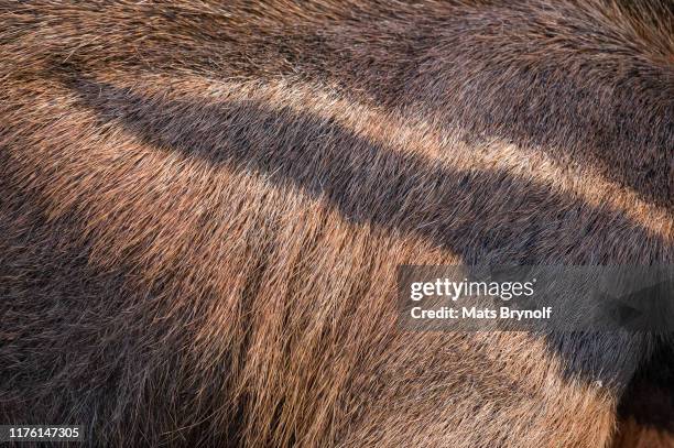 close-up on giant anteater - giant anteater stock pictures, royalty-free photos & images