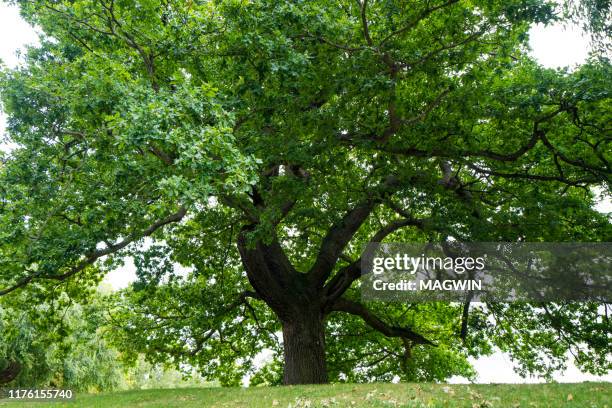 Basic Tree Medium Medium Trees Photos and Premium High Res Pictures - Getty Images