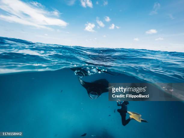 海で餌を与えるマンタの光線 - モルディブ - マンタ ストックフォトと画像