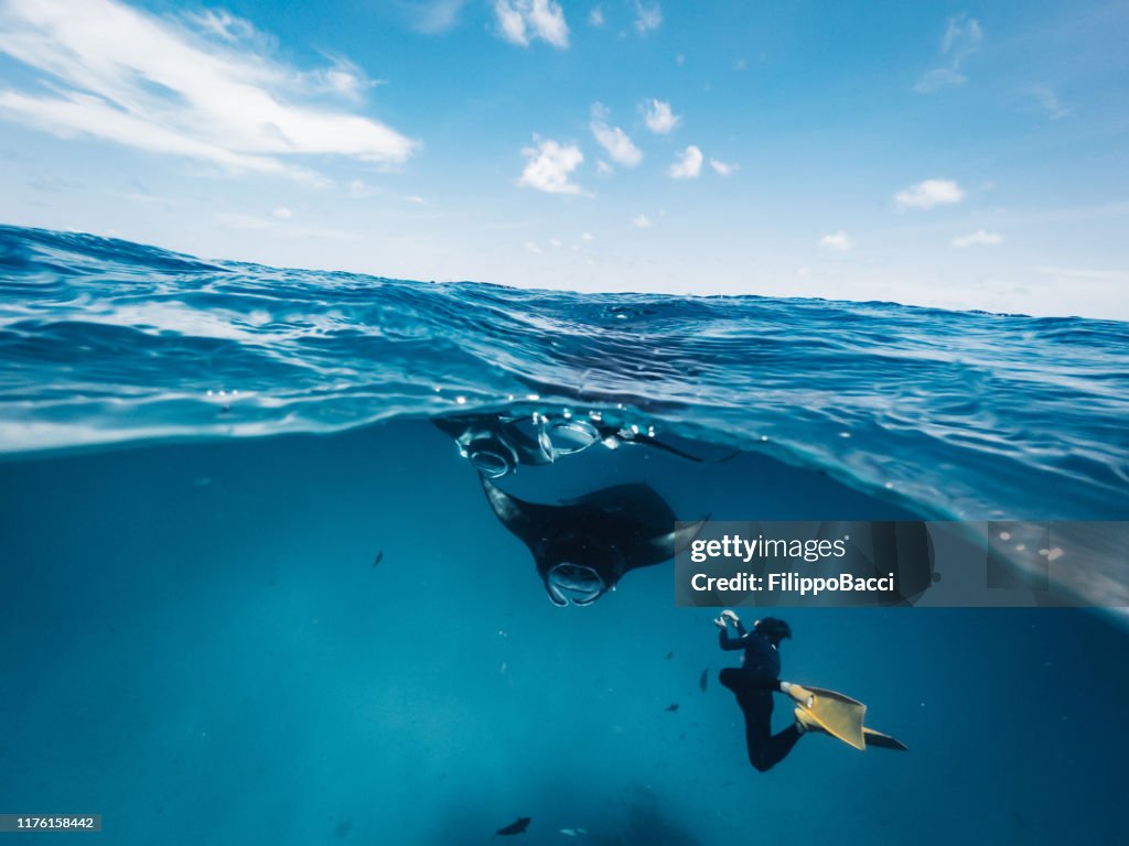 Manta rays feeding in the ocean - Maldives