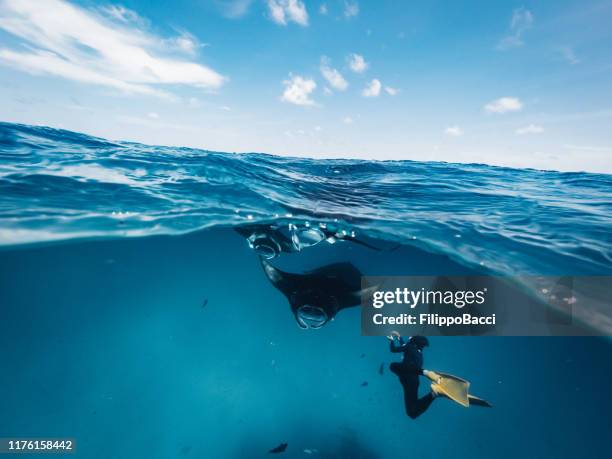 manta rays feeding in the ocean - maldives - manta ray stock pictures, royalty-free photos & images