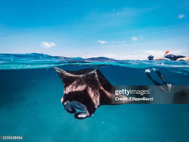 manta rays feeding in the ocean - maldives - devil rays stock pictures, royalty-free photos & images