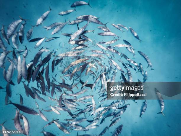 poissons allant en cercle dans l'océan - spirale photos et images de collection