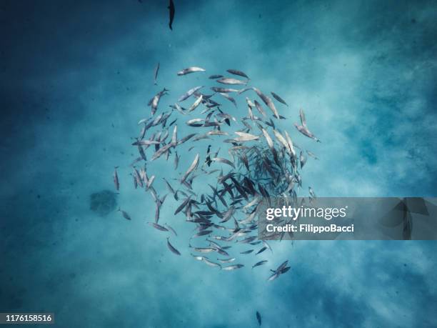 Fish Wrapping Around 1,574 Fish Ocean Circle Stock Photos, High-Res Pictures, and Images ...