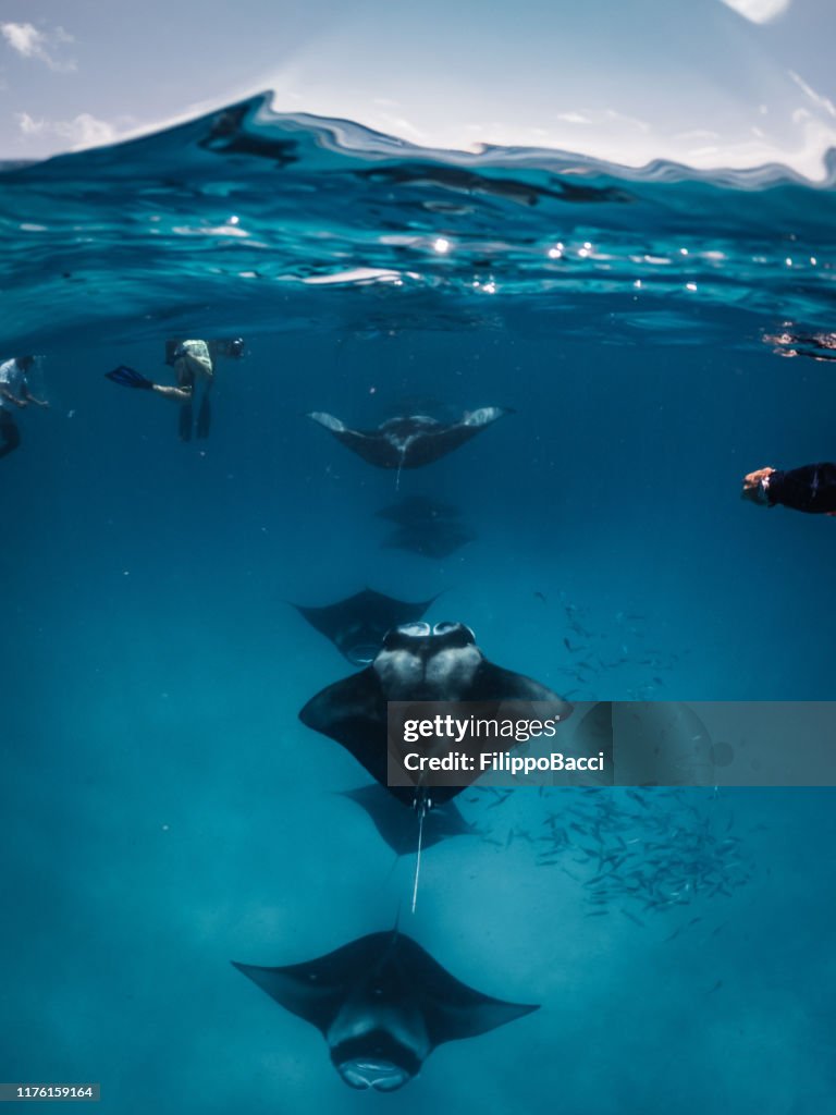Manta rays feeding in the ocean - Maldives