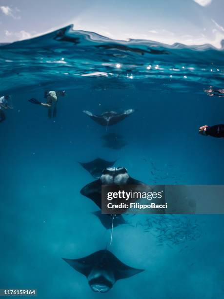 Maldives Rays 2,363 Gulf Maldives Stock Photos, High-Res Pictures, and Images - Getty ...