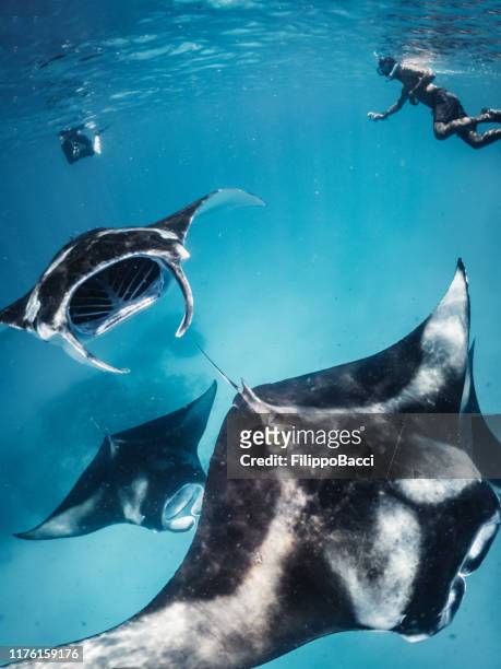 many manta rays swimming together in the ocean - manta ray stock pictures, royalty-free photos & images