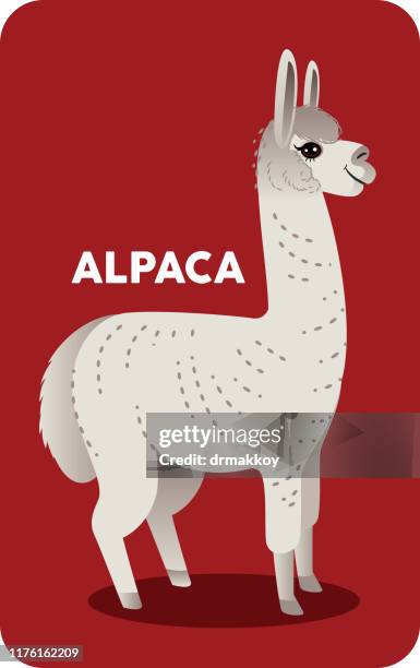 alpaca - alpaca stock illustrations