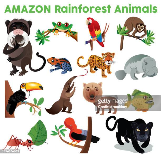 animals - amazonas state brazil stock illustrations