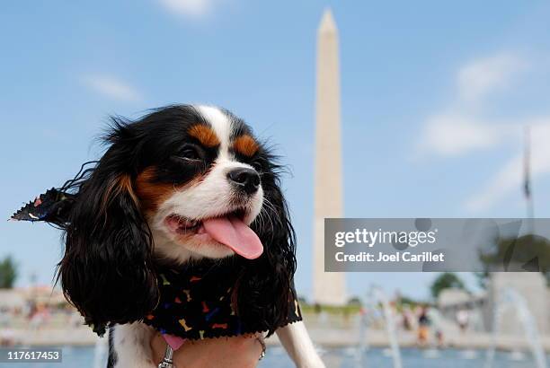 39 Dog Washington Monument Stock Photos, High-Res Pictures, and Images ...