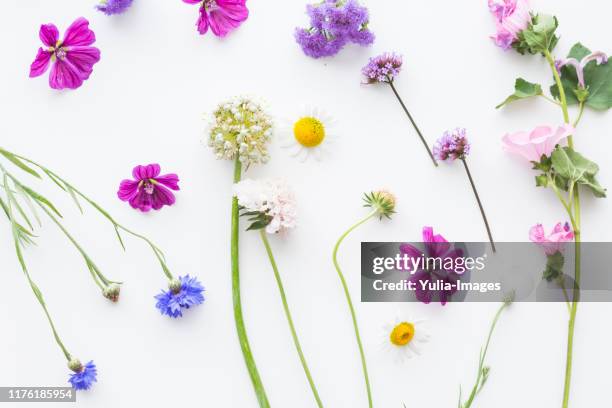 colorful flat lay of dainty summer flowers - wildblume stock-fotos und bilder