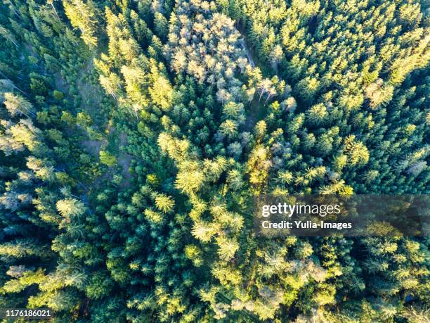 flight over the bavarian forest, lower bavaria - quinta de árvores - fotografias e filmes do acervo