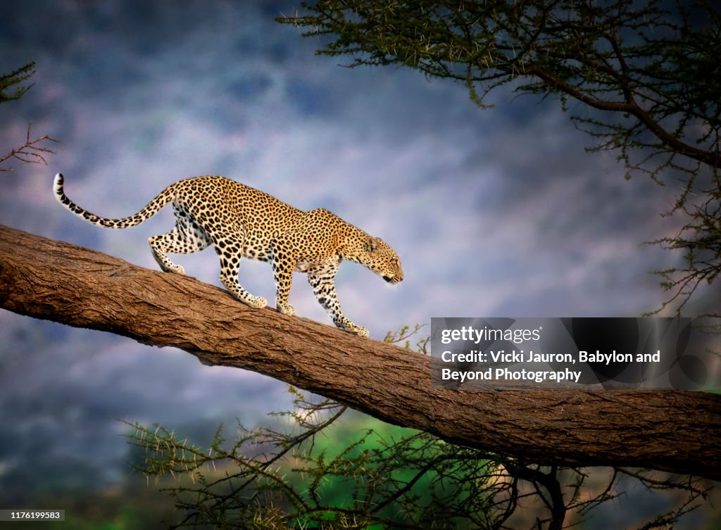 Close Up of Leopard Walking Down Tree Branch Against Blue in Samburu, Kenya