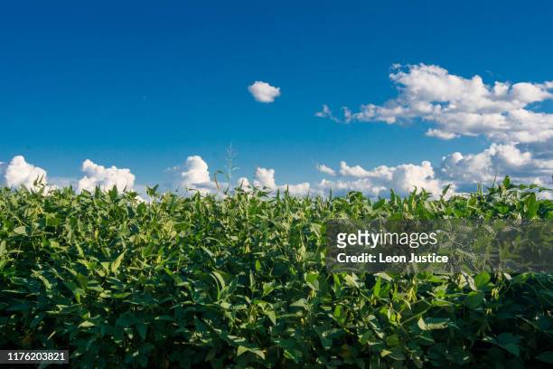 beautiful sky over a tobacco field - 德罕市 個照片及圖片檔