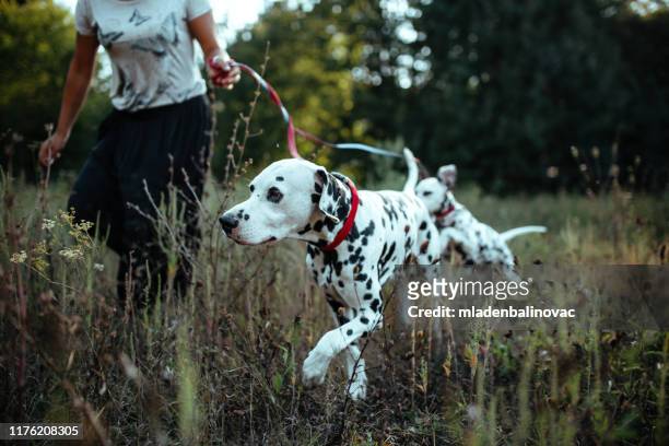 犬を飼った若い女性 - dalmatian ストックフォトと画像