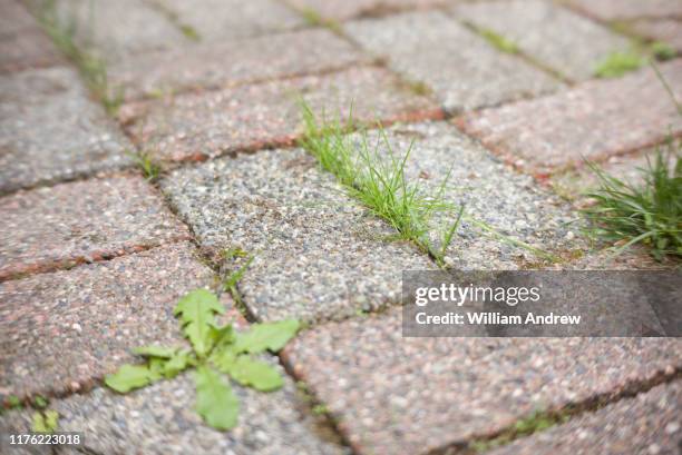 grass growing through cracks in patio - paving stone stock-fotos und bilder