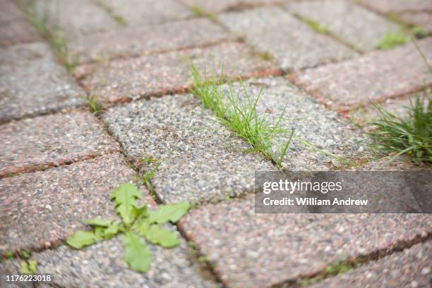 grass growing through cracks in patio - loseta fotografías e imágenes de stock