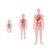 illustration of child internal organs