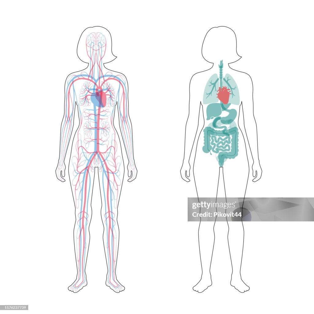 Internal Organs And Circulatory System Of Woman High-Res Vector Graphic ...