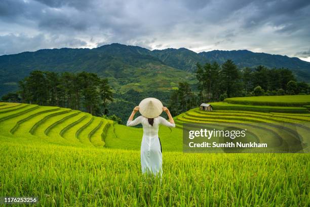 vietnamese girl with vietnam culture traditional ao dai dress in rice fields terraced of harvest season at mu cang chai, yenbai, northern vietnam. - hanoi vietnam stock-fotos und bilder