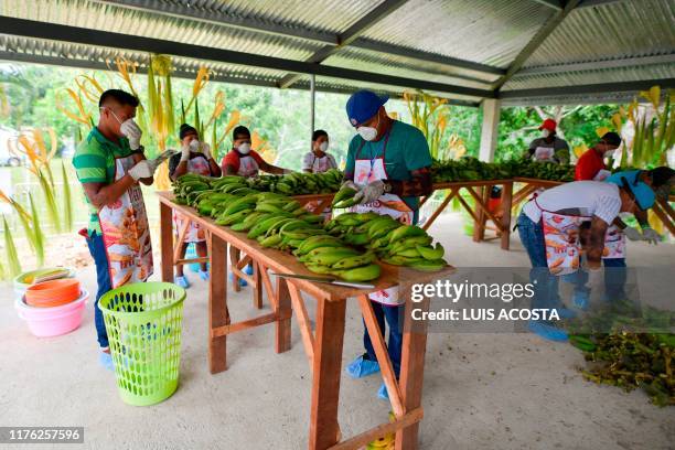 Embera indigenous arrange plantains to prepare a giant "patacon" -fried flattened pieces of green plantains- in Ipeti Embera, Chepo Distric, Panama,...