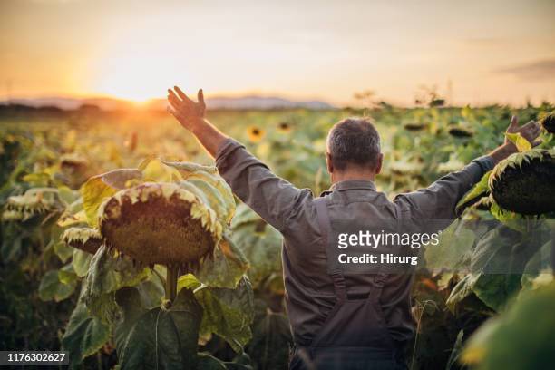 happy farmer enjoys in sunflower field - happy sunflower stock pictures, royalty-free photos & images