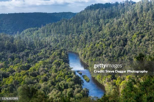 tarkine wilderness - wilderness stock pictures, royalty-free photos & images