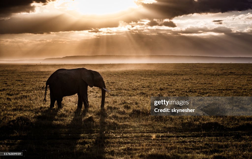 African elephant at sunset.