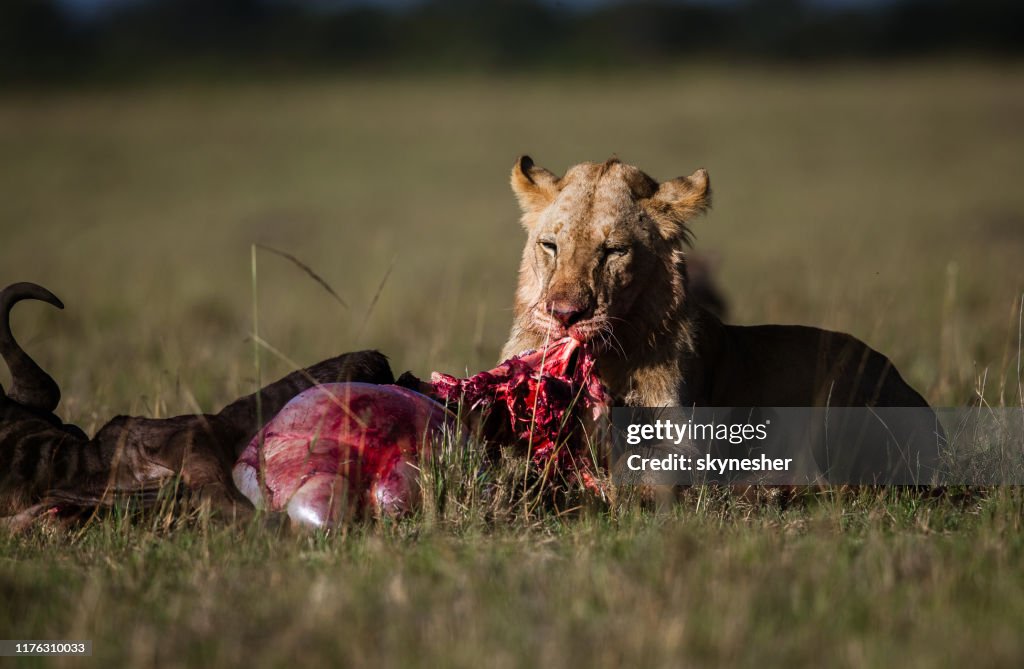 Leão masculino novo que come o wildebeest no selvagem.