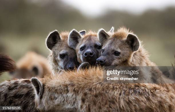 iene allo stato brado. - iena foto e immagini stock