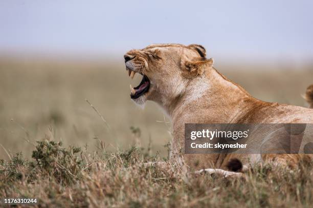 lioness roaring. - lioness stock pictures, royalty-free photos & images