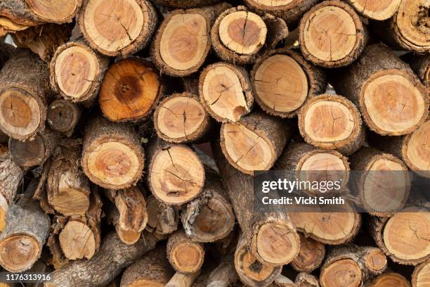 large wood pile - depósito de madeiras imagens e fotografias de stock