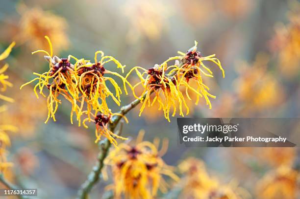 close-up image of the vibrant coloured yellow spring flowers of hamamelis x intermedia 'vesna' witch hazel - hazelaar stockfoto's en -beelden