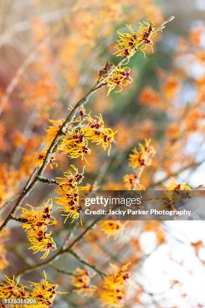 close-up image of the vibrant coloured yellow spring flowers of hamamelis x intermedia 'vesna' witch hazel - hamamelis stockfoto's en -beelden