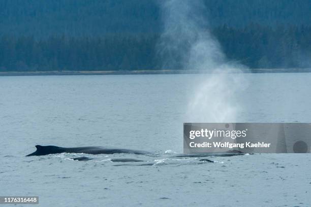 Humpback Whales in Stephens Passage, a channel between Admiralty Island to the west and the Alaska mainland and Douglas Island to the east, near...